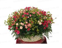Basket of roses 